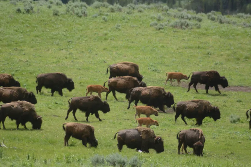 When Wilderness Returns: The Economic Fault Lines Running Through America's Rewilding Movement